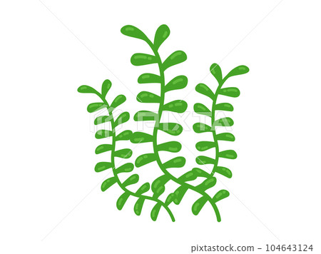 海藻的插圖 104643124