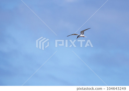 Common tern flies under blue sky on a sunny day 104643249