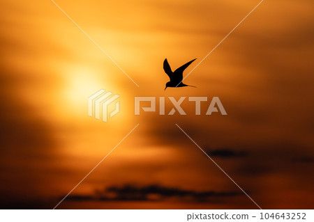 Silhouette photo of common tern flying under sunset sky 104643252