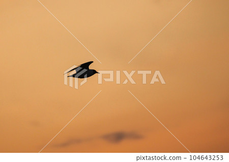 Silhouette photo of a seabird flying under sunset sky 104643253