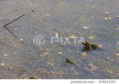 The common toad or European toad is in a pond The common toad or European toad is in a pond 104643261