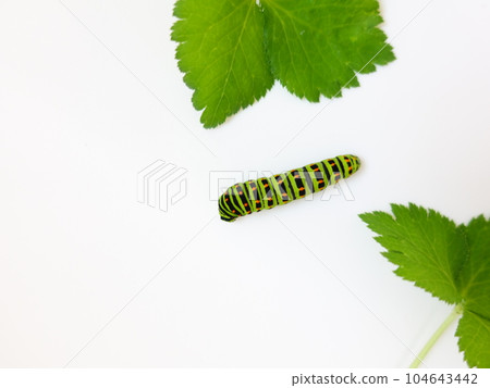 Swallowtail butterfly Swallowtail butterfly Swallowtail butterfly butterfly larvae 104643442