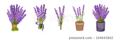 Bunch of Violet Lavender Twigs in Pot and Tied with Ribbon Vector Set Bunch of Violet Lavender Twigs in Pot and Tied with Ribbon Vector Set 104643602