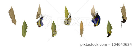 Chrysalis or Nympha as Pupal Stage of Butterfly Development Vector Set 104643624