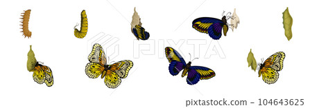 Chrysalis or Nympha as Pupal Stage of Butterfly Development Vector Set 104643625