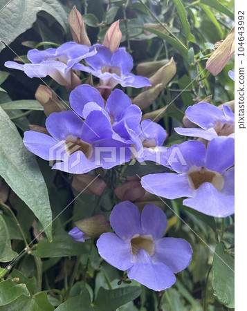 藍色的花 104643992