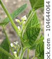 Edamame Flowers 104644064
