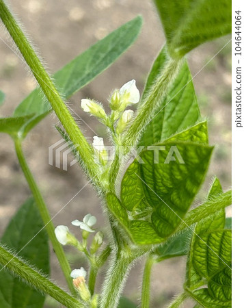 Edamame Flowers 104644064