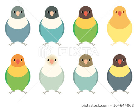 Button parakeet set 104644068