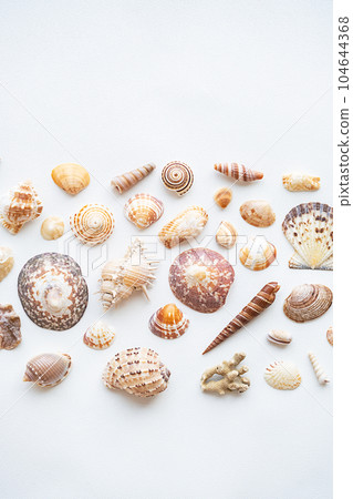 Seashells aesthetic background. Sea shells summer collection. 104644368