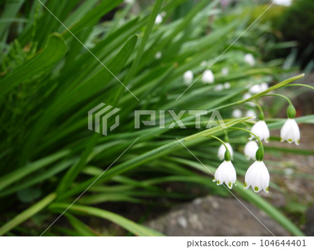 lily of the valley daffodil lily of the valley narcissus flower lily of the valley daffodil lily of the valley narcissus flower 104644401