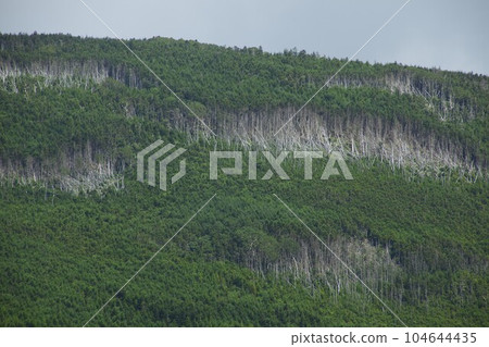 Maekakeyama Striped Blight Phenomenon Kita Yatsugatake 104644435