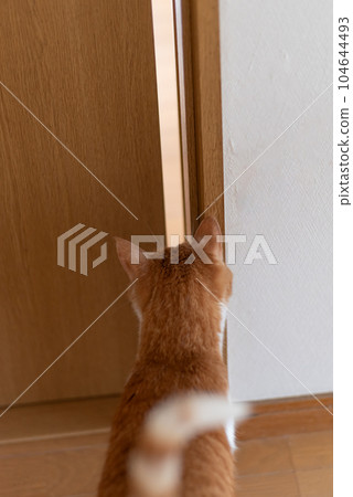 A cat peeking through the gap in the door Brown tiger white A cat peeking through the gap in the door Brown tiger white 104644493