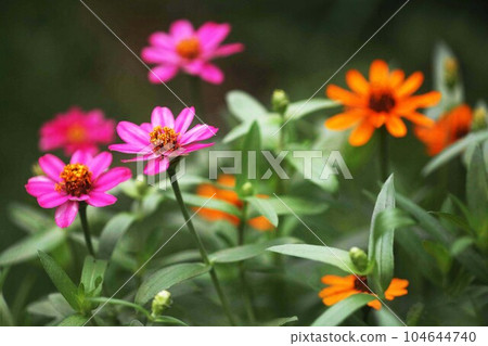 百日草紅色和橙色的花朵 百日草紅色和橙色的花朵 104644740