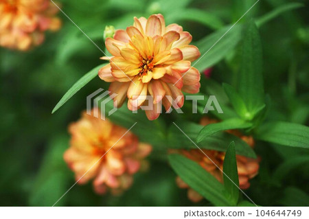 百日草橙雙花 百日草橙雙花 104644749