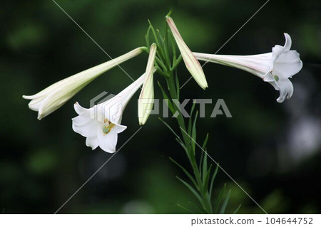 高砂百合花開始綻放 高砂百合花開始綻放 104644752