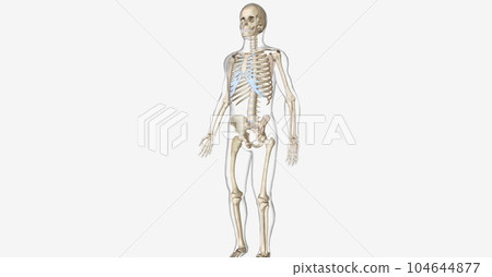 The Paget is Disease of Bone 104644877