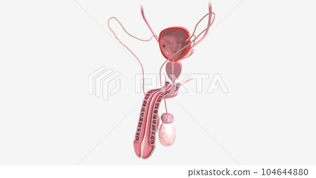 Male Reproductive System Oblique Cross Section 104644880