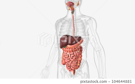 Human digestive system and accessory organs 104644881