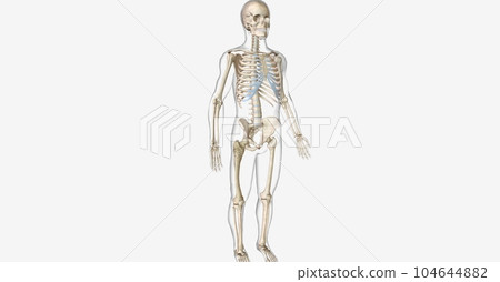 The Paget is Disease of Bone 104644882