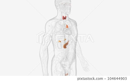 The endocrine system contains the organs and glands that produce The endocrine system contains the organs and glands that produce 104644903