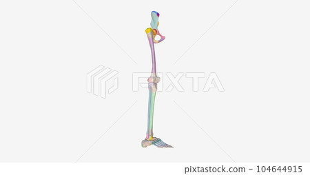 The Lower Limb Bony Landmarks The Lower Limb Bony Landmarks 104644915