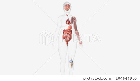 The thyroid is a small, butterfly shaped gland located at the fr The thyroid is a small, butterfly shaped gland located at the fr 104644916