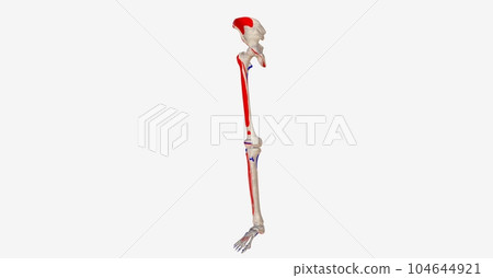 Lower Limb Origins and Insertions 104644921