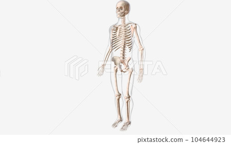 The skeletal system is the framework of the body. 104644923