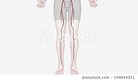 Lower extremity arterial interventions are procedures designed to restore blood flow to your legs and feet 104644931