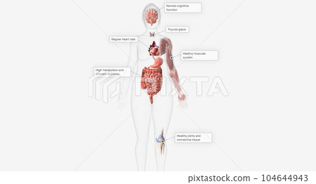 The thyroid is a small, butterfly shaped gland located at the fr The thyroid is a small, butterfly shaped gland located at the fr 104644943