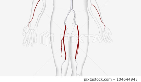 The femoral artery is a large artery in the groin that supplies The femoral artery is a large artery in the groin that supplies 104644945