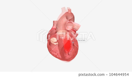 Your heart is a muscular organ that is responsible for pumping b 104644954