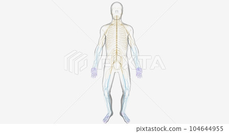 Guillain Barre syndrome is a rare disorder in which your body's 104644955