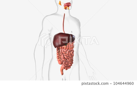 The digestive system contains organs that absorb nutrients from The digestive system contains organs that absorb nutrients from 104644960