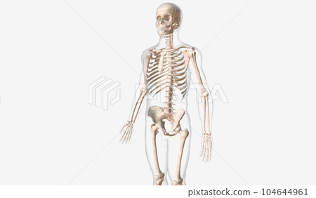 The skeletal system is the framework of the body. The skeletal system is the framework of the body. 104644961