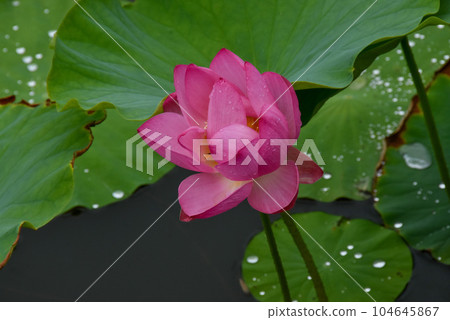 Scenery at the end of the rainy season Lotus flowers wet from the rain 104645867