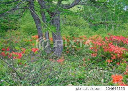 Japanese azalea in Yunomaru Highland 104646133