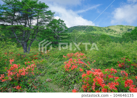 Japanese azalea in Yunomaru Highland 104646135