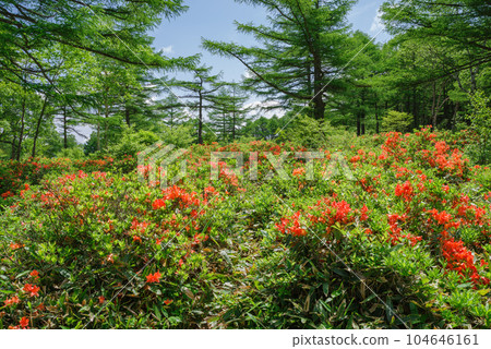 Japanese azalea in Yunomaru Highland Japanese azalea in Yunomaru Highland 104646161