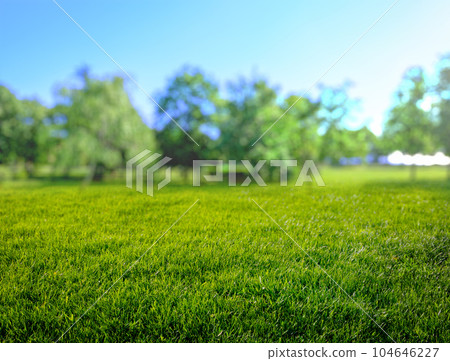 natural grass field background with blurred bokeh and sun natural grass field background with blurred bokeh and sun 104646227