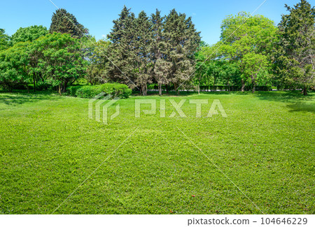landscape of green lawn and trees in summer park landscape of green lawn and trees in summer park 104646229