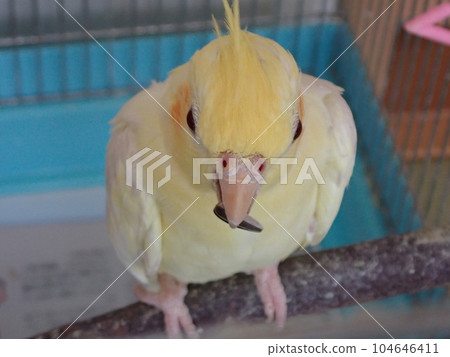 吃葵花子的玄鳳鸚鵡 吃葵花子的玄鳳鸚鵡 104646411