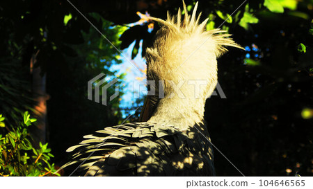 Shoebill figure (face and back of the head, etc.) Shoebill figure (face and back of the head, etc.) 104646565