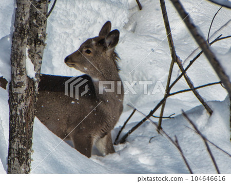 自然景觀 自然景觀 104646616