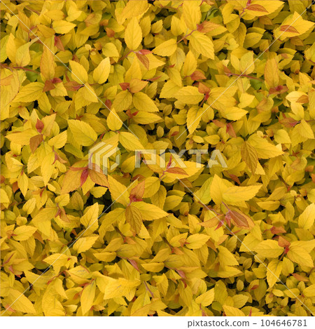 Seamless pattern of yellow background from leaves of barberry, thunbergs barberry, red barberry Seamless pattern of yellow background from leaves of barberry, thunbergs barberry, red barberry 104646781