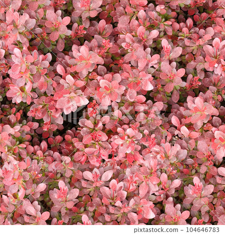 Seamless pattern of red background from leaves of barberry, thunbergs barberry, red barberry Seamless pattern of red background from leaves of barberry, thunbergs barberry, red barberry 104646783