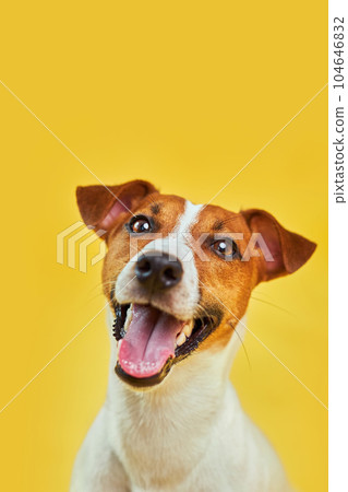 Headshot Portrait of cute funny dog jack russell terrier Headshot Portrait of cute funny dog jack russell terrier 104646832