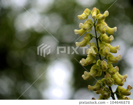 White Clara flowers blooming in June 104646878
