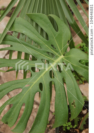 Monstera sheet close-up. Greenhouse with a large variety of green plants. The concept of planting crops in spring. Monstera sheet close-up. Greenhouse with a large variety of green plants. The concept of planting crops in spring. 104646881